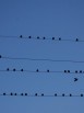 wire_birds_migration_partition.jpg